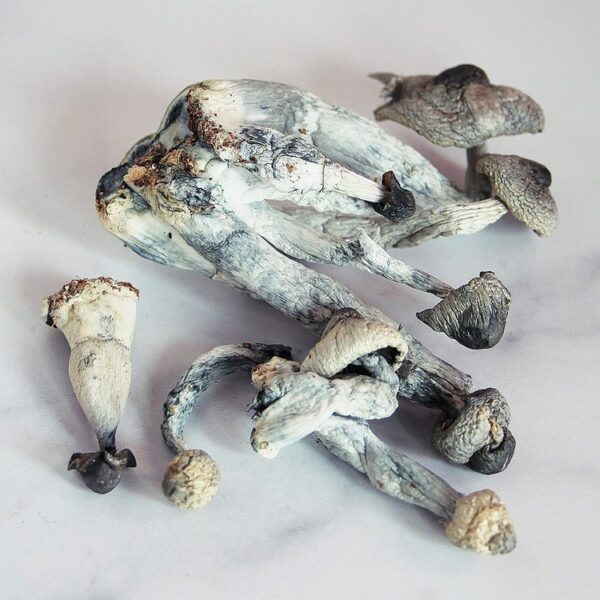 buy psilocybin online