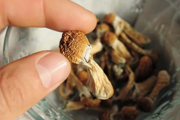 BUY PSILOCYBIN ONLINE - Image 3